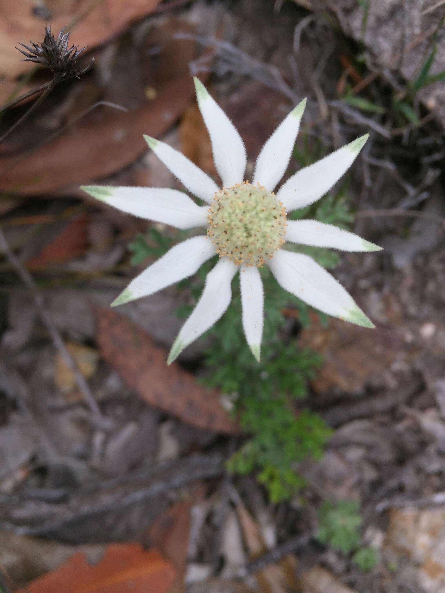 Imagem de Actinotus helianthi Labill.