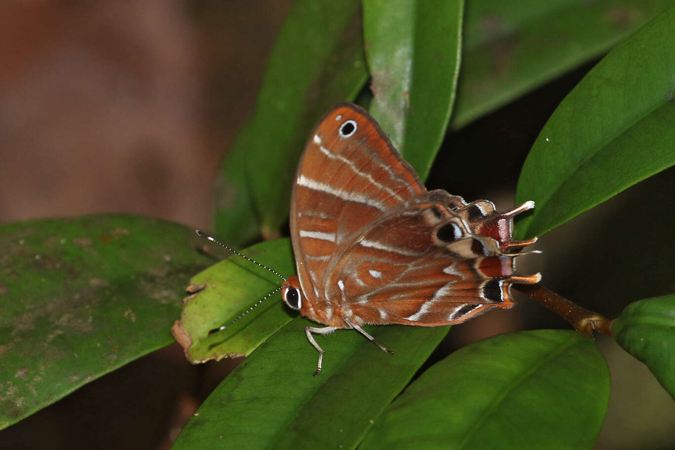 Image of Saribia tepahi Boisduval 1833