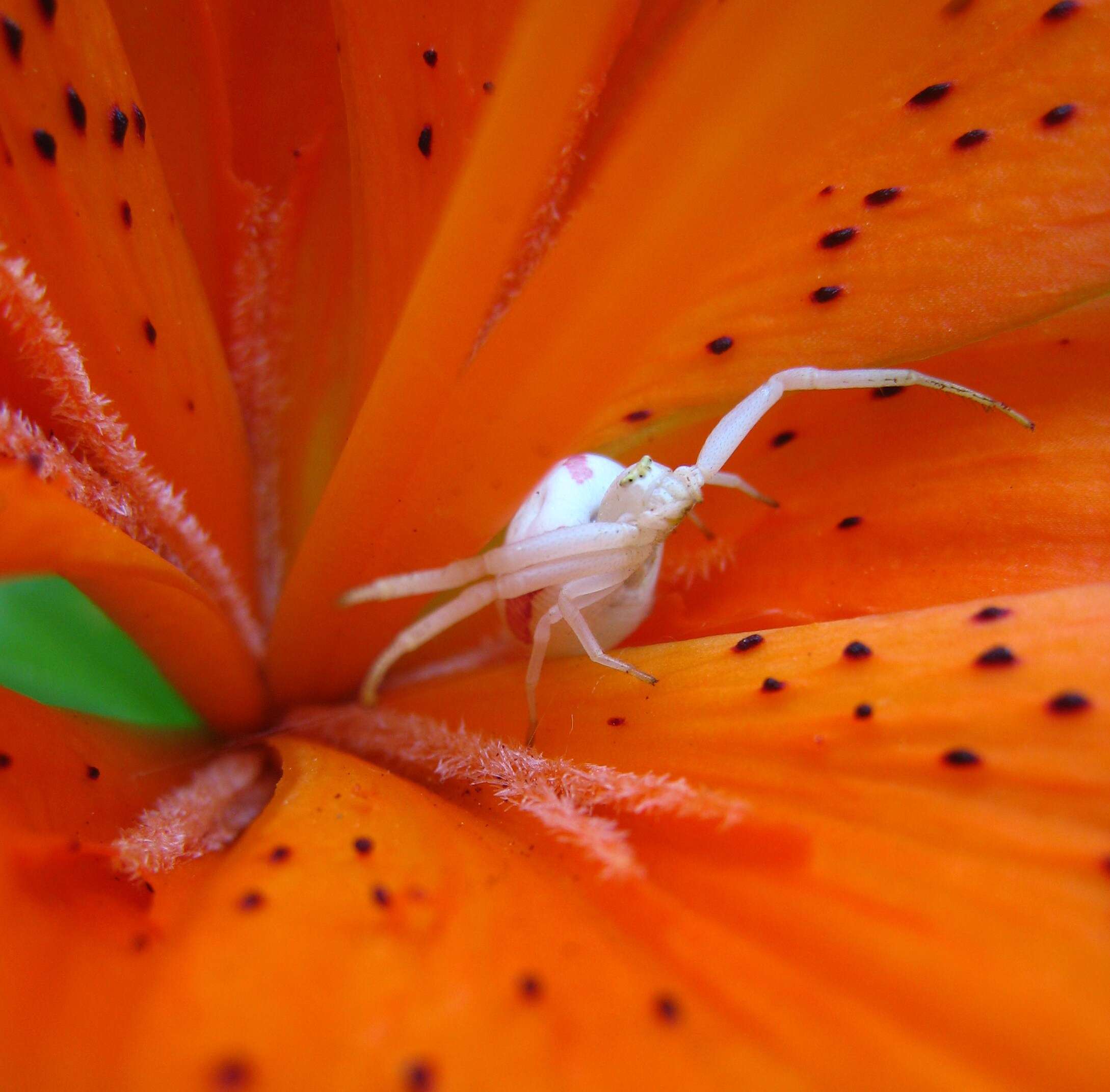 Image of Flower Crab Spiders