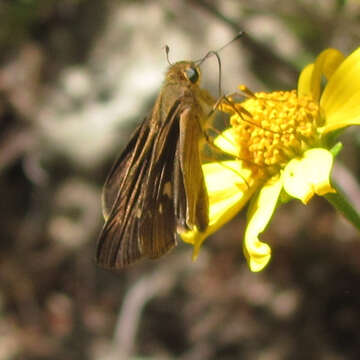 Image of Long-windged Skipper