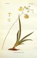 Imagem de Tolumnia urophylla (Lodd. ex Lindl.) Braem