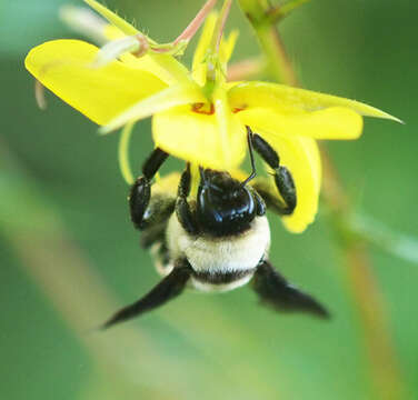 Слика од Bombus fraternus (Smith 1854)