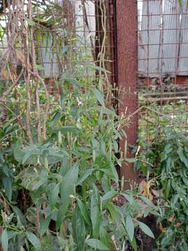 Image of false waterwillow