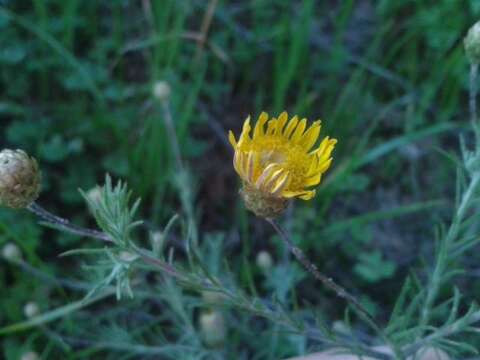 Image de Leysera gnaphalodes (L.) L.