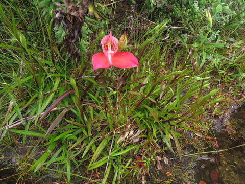 Image of Red Disa