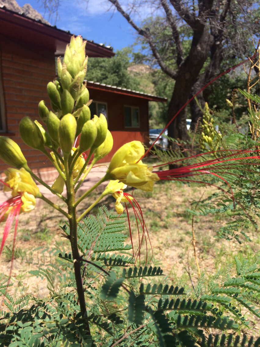 Image of bird-of-paradise shrub