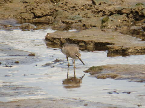 Image of Gray-tailed Tattler