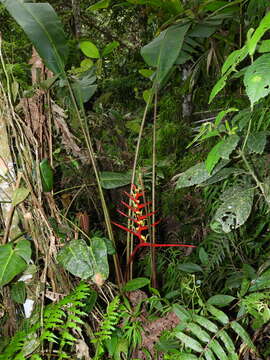 Image of Heliconia burleana Abalo & G. Morales