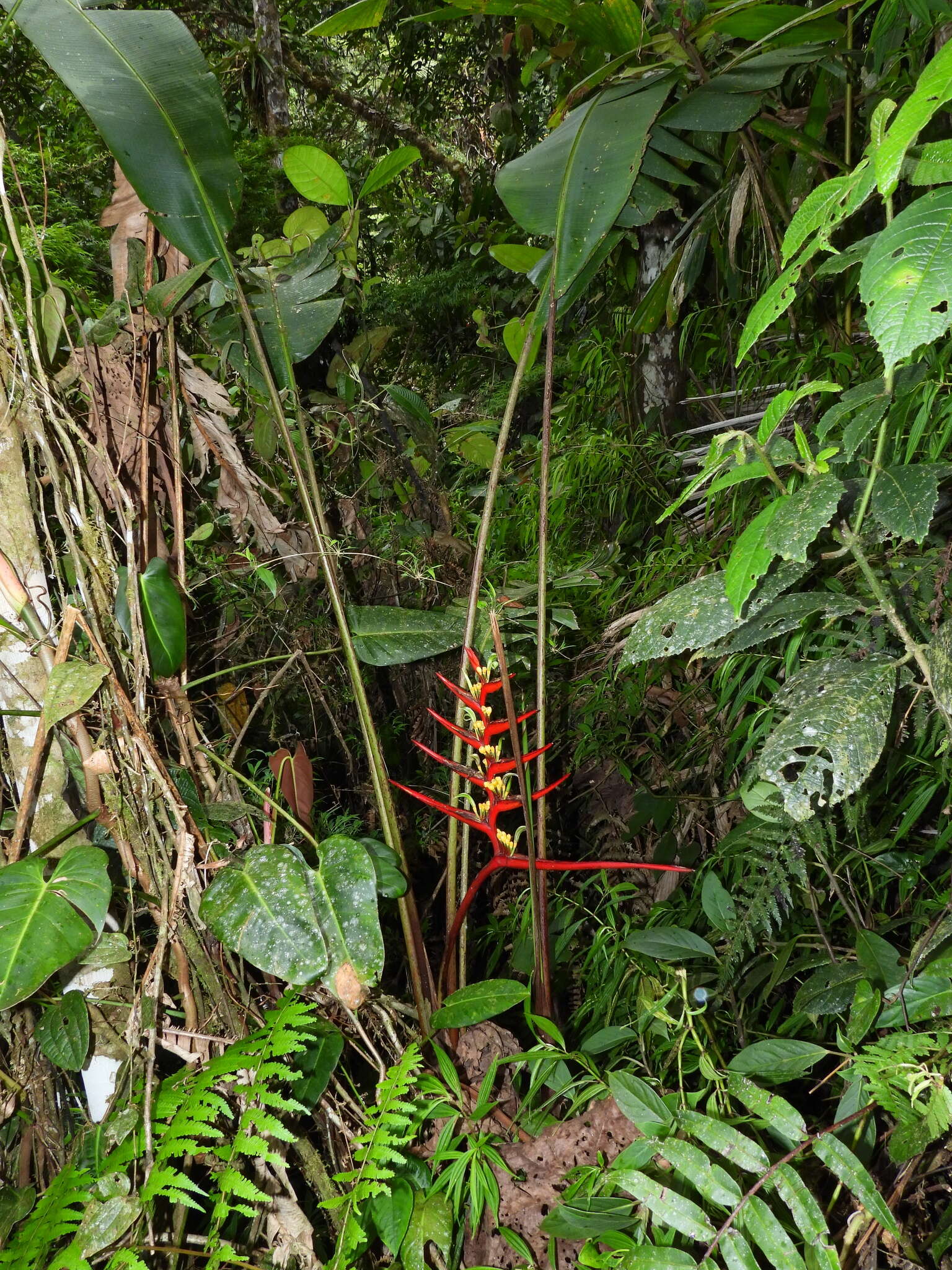 Sivun Heliconia burleana Abalo & G. Morales kuva