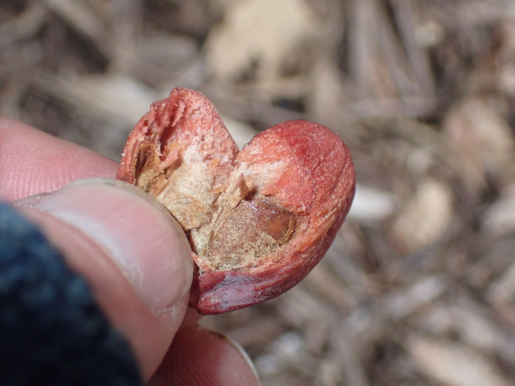 Image of Fortune's Yew Plum