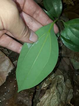 صورة Cinnamomum rigidissimum H. T. Chang