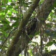 Image of Mottled Piculet