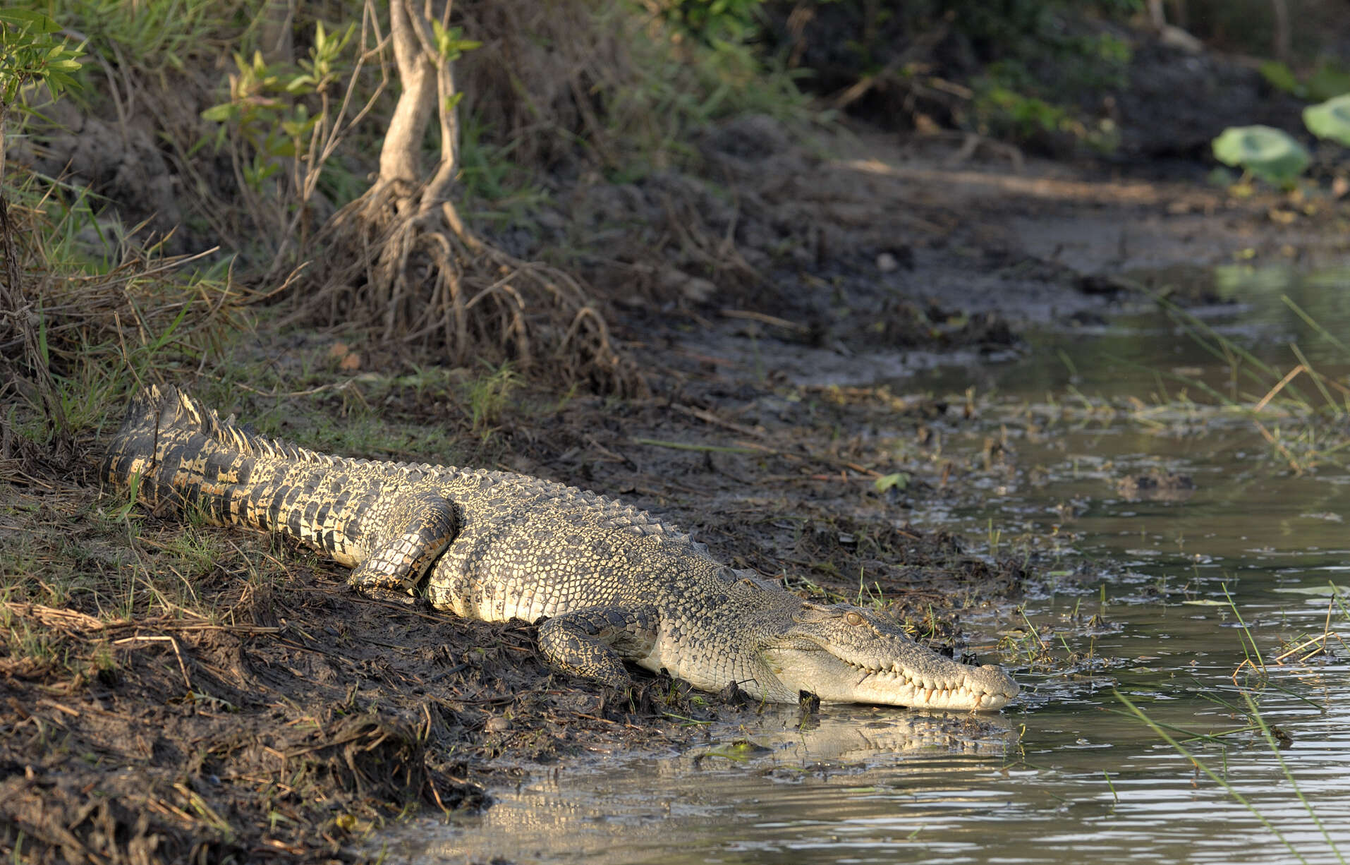 Image of Estuarine Crocodile