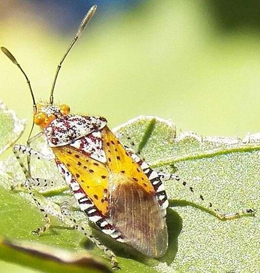 Image of Scentless plant bug