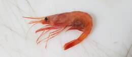 Image of northern prawn