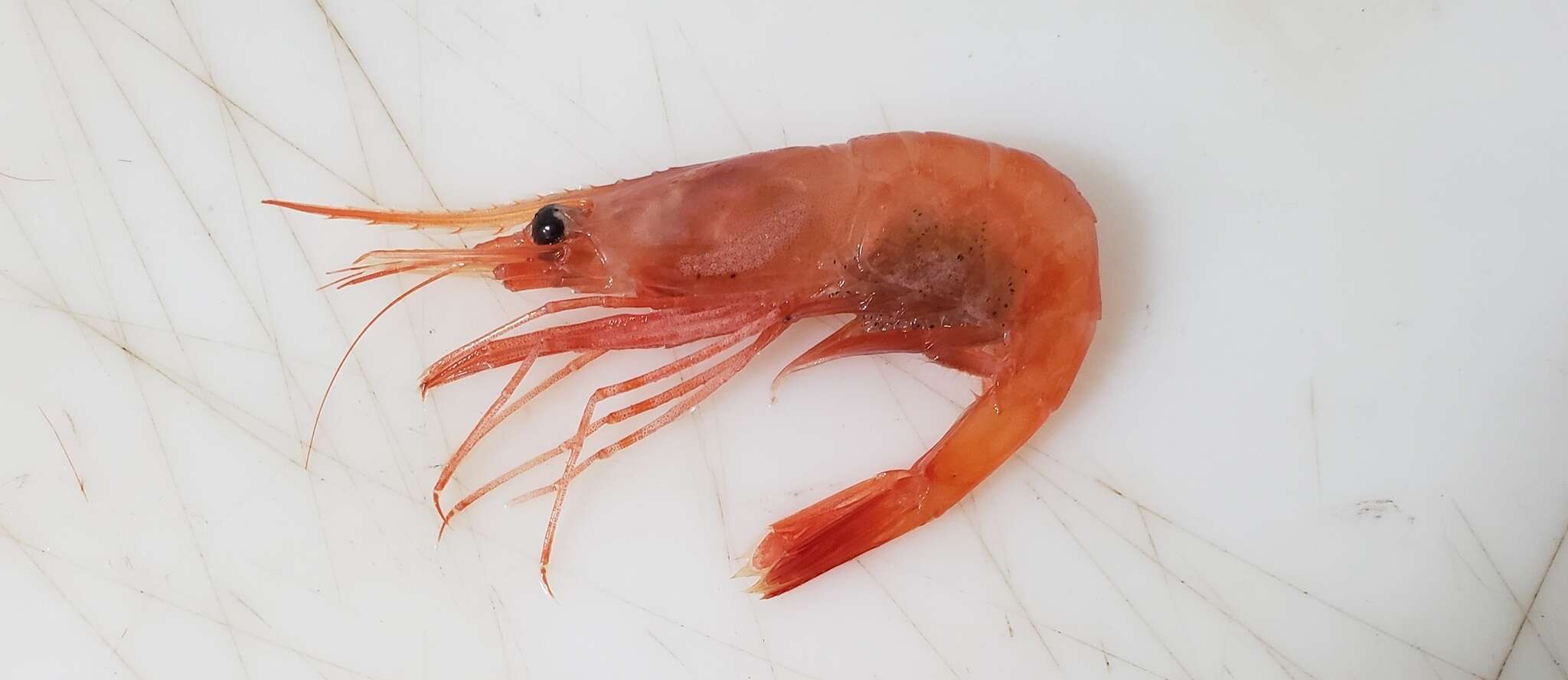 Image of northern prawn