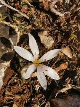 Image of Colchicum hungaricum Janka