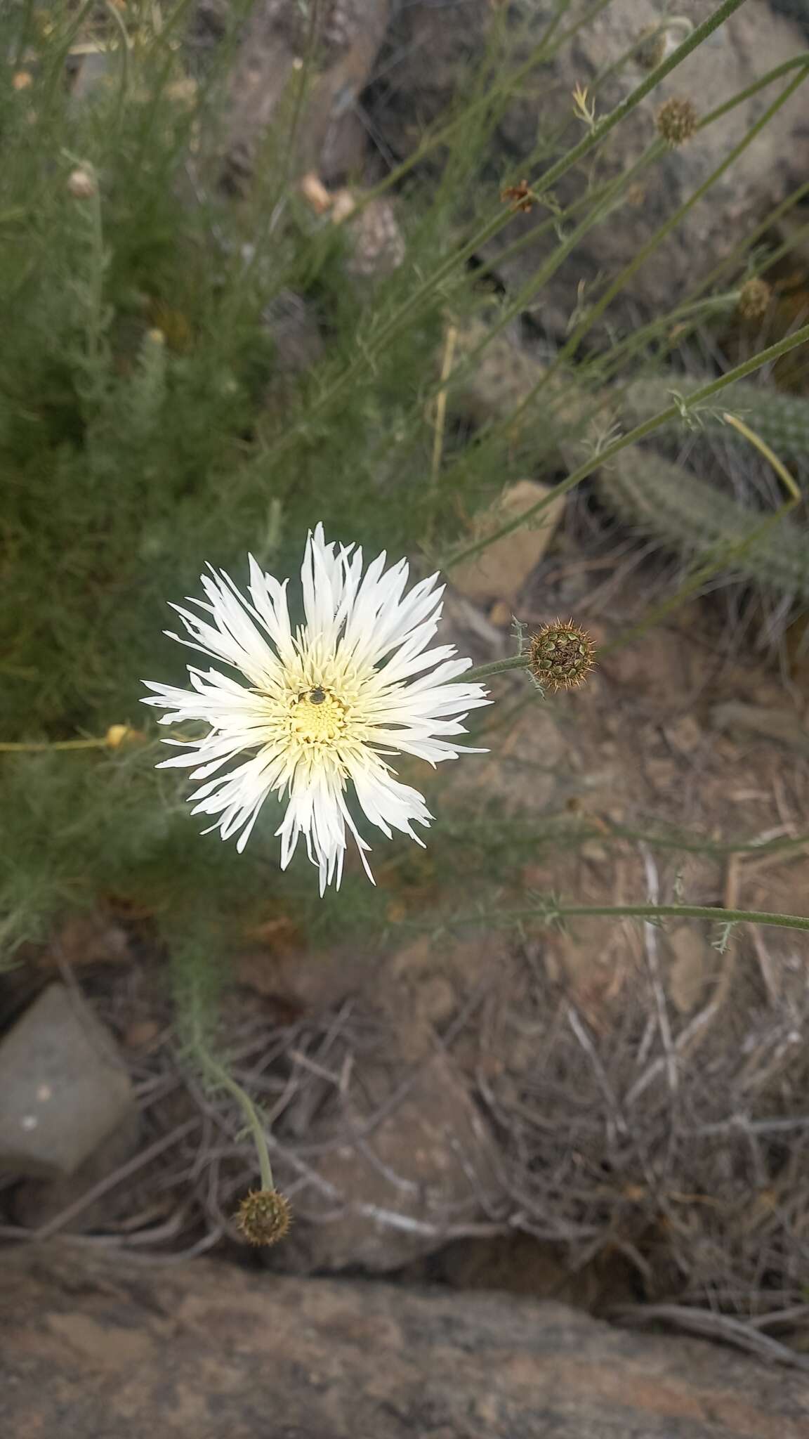 Image of Plectocephalus chilensis G. Don ex Loud.