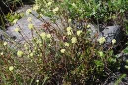 Image of Crassula latibracteata Tölken