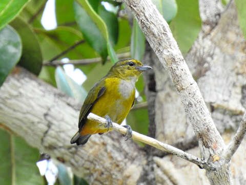 Image of Rufous-bellied Euphonia