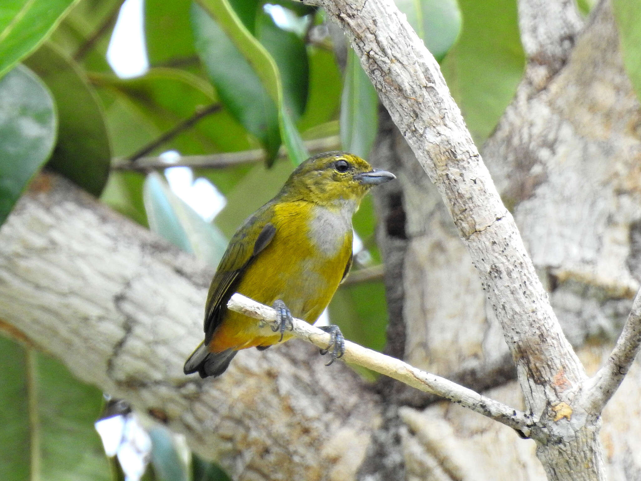 Euphonia rufiventris (Vieillot 1819)的圖片