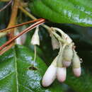 Imagem de Styrax ramirezii Greenman