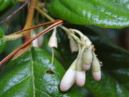 Image of Styrax ramirezii Greenman