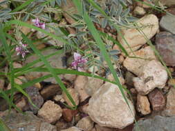 Image of Indigofera auricoma E. Mey.