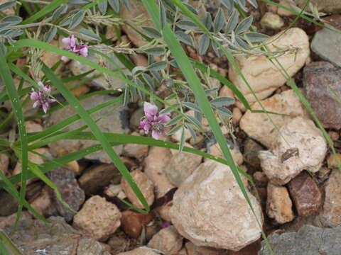 Image of Indigofera auricoma E. Mey.