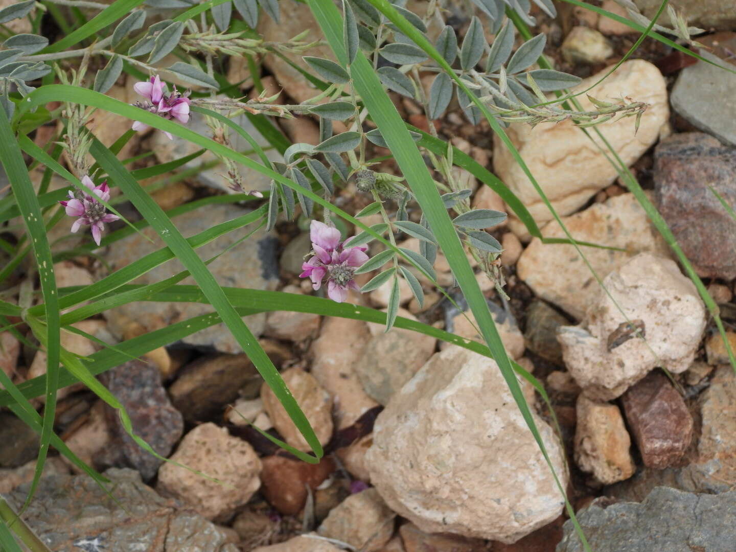 Image of Indigofera auricoma E. Mey.