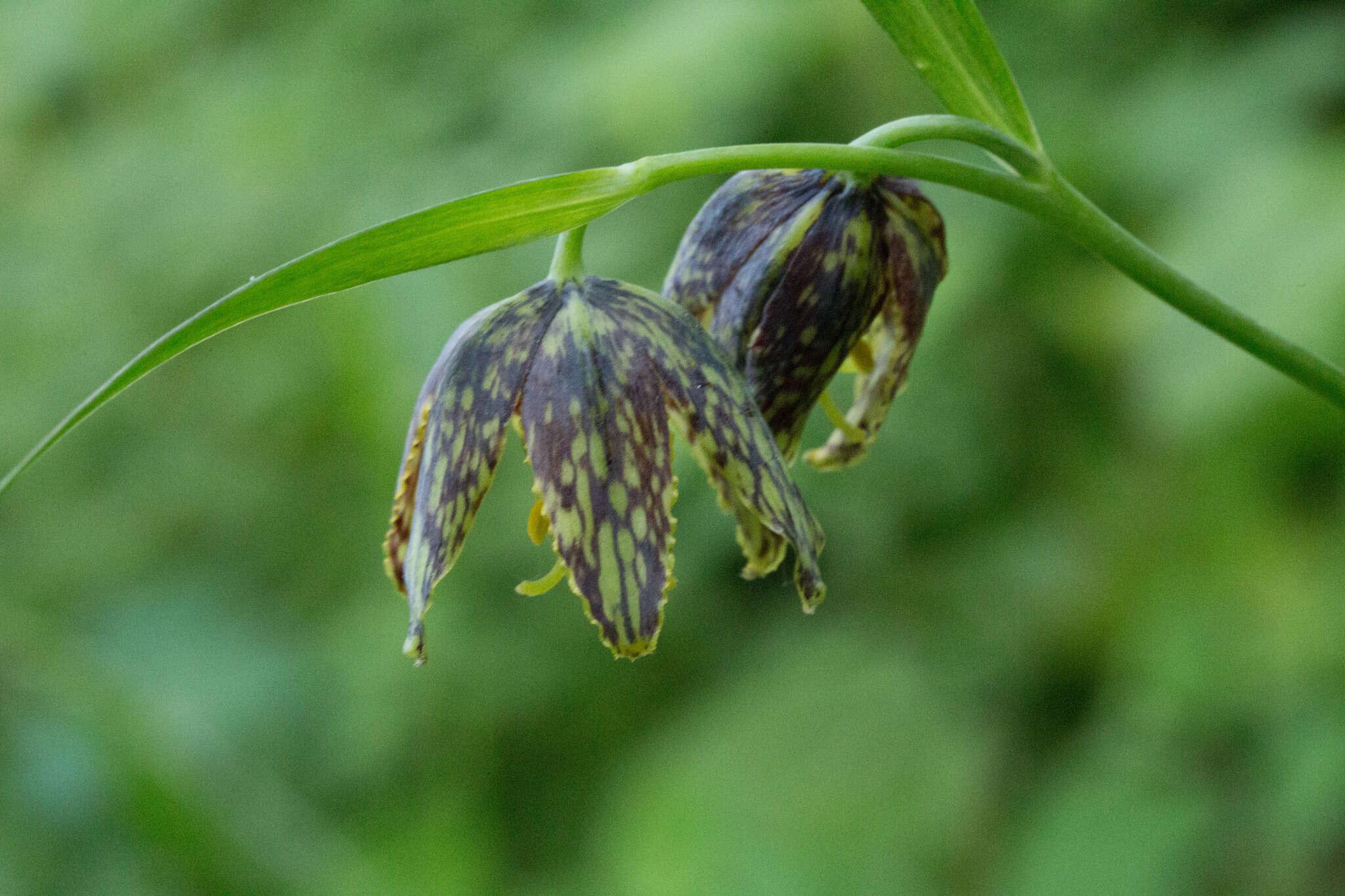 Image of checker lily