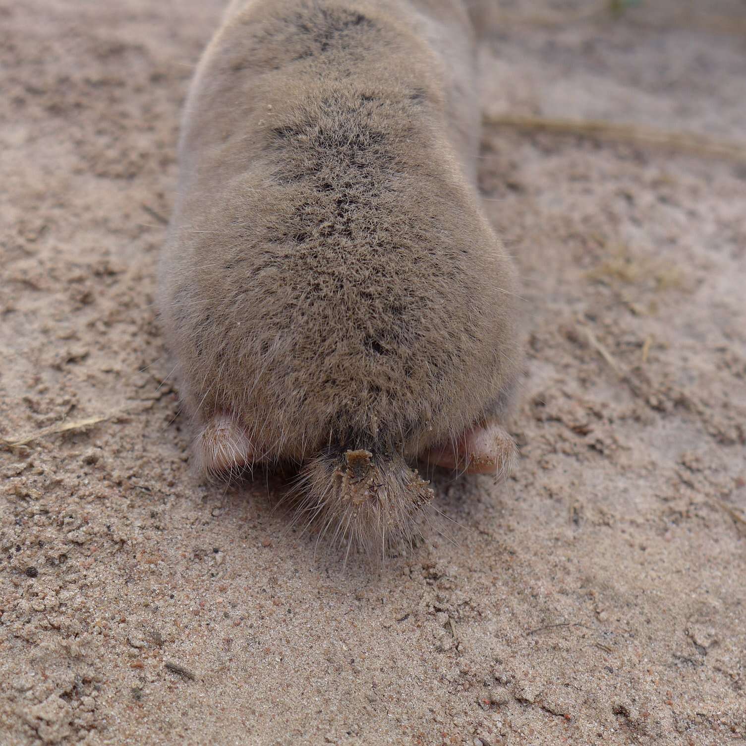 Image of Giant Mole-rat