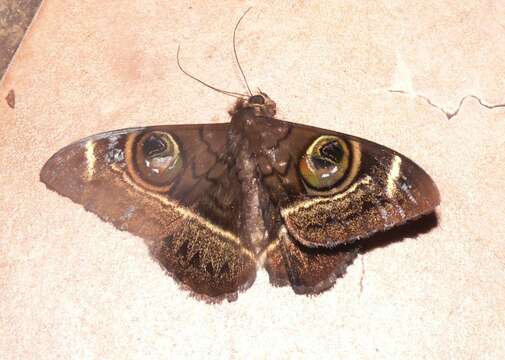 Image of Cyligramma latona Cramer 1779