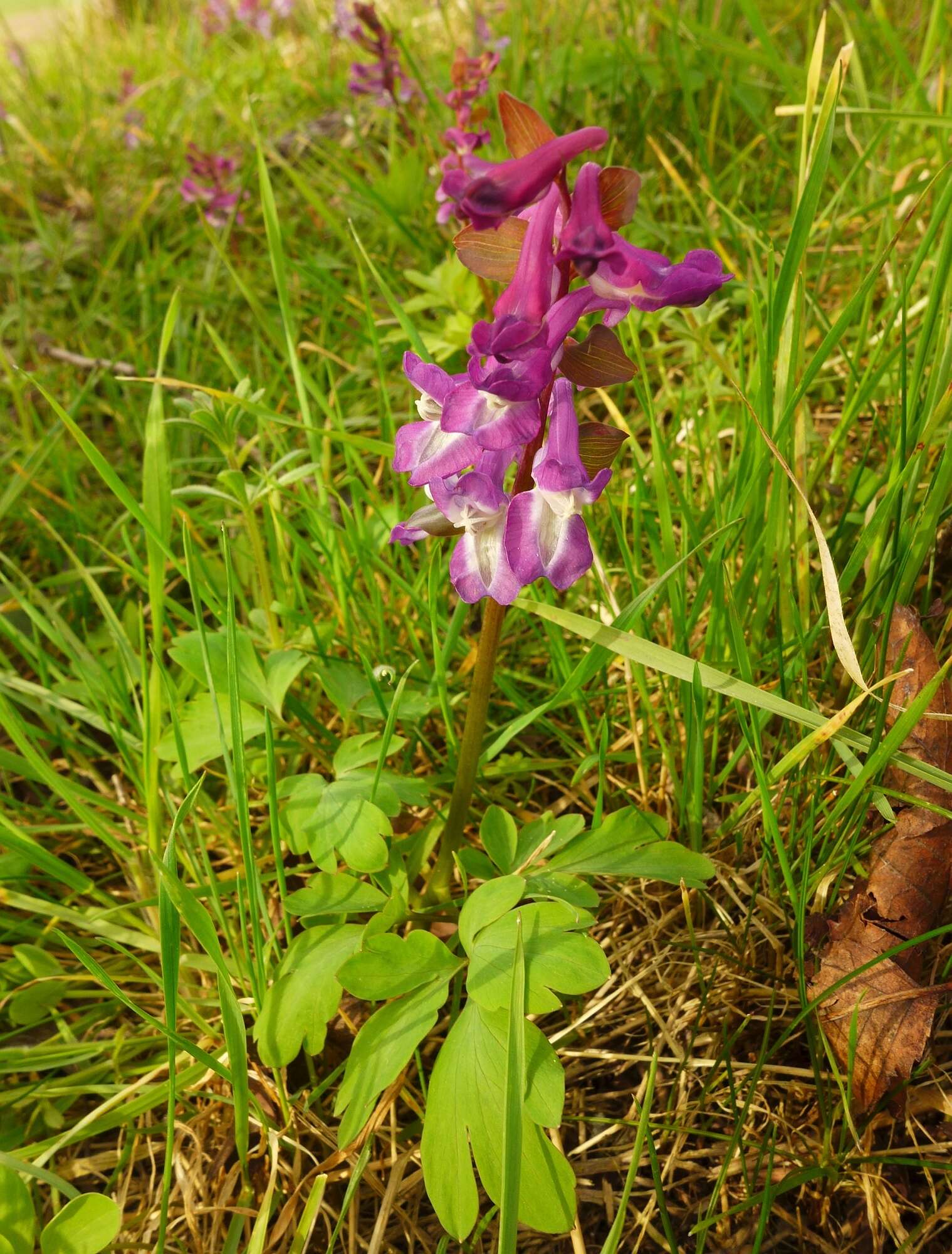 Слика од Corydalis cava (L.) Schweigger & Koerte