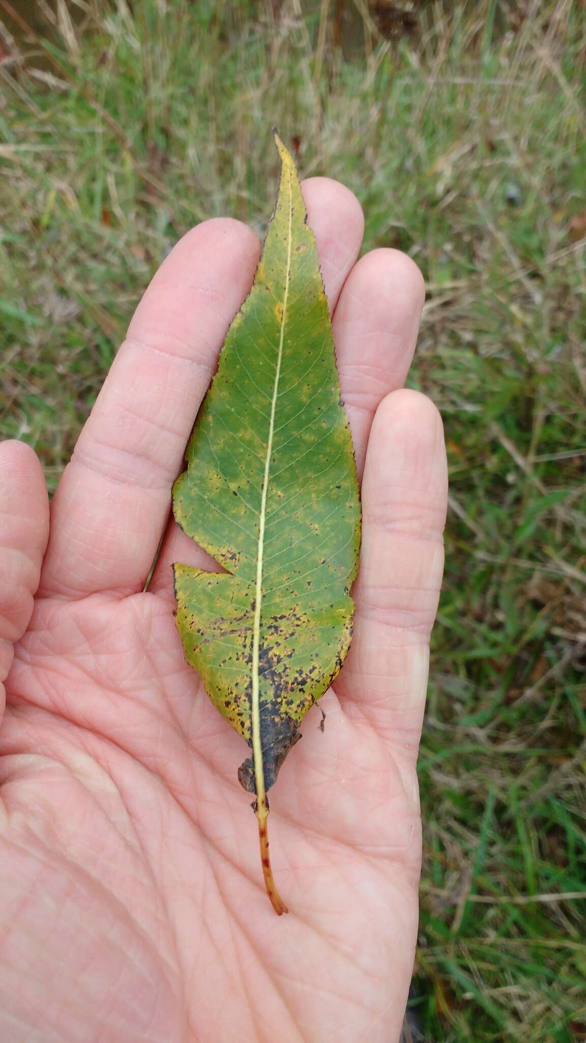 Salix amygdaloides Anderss. resmi