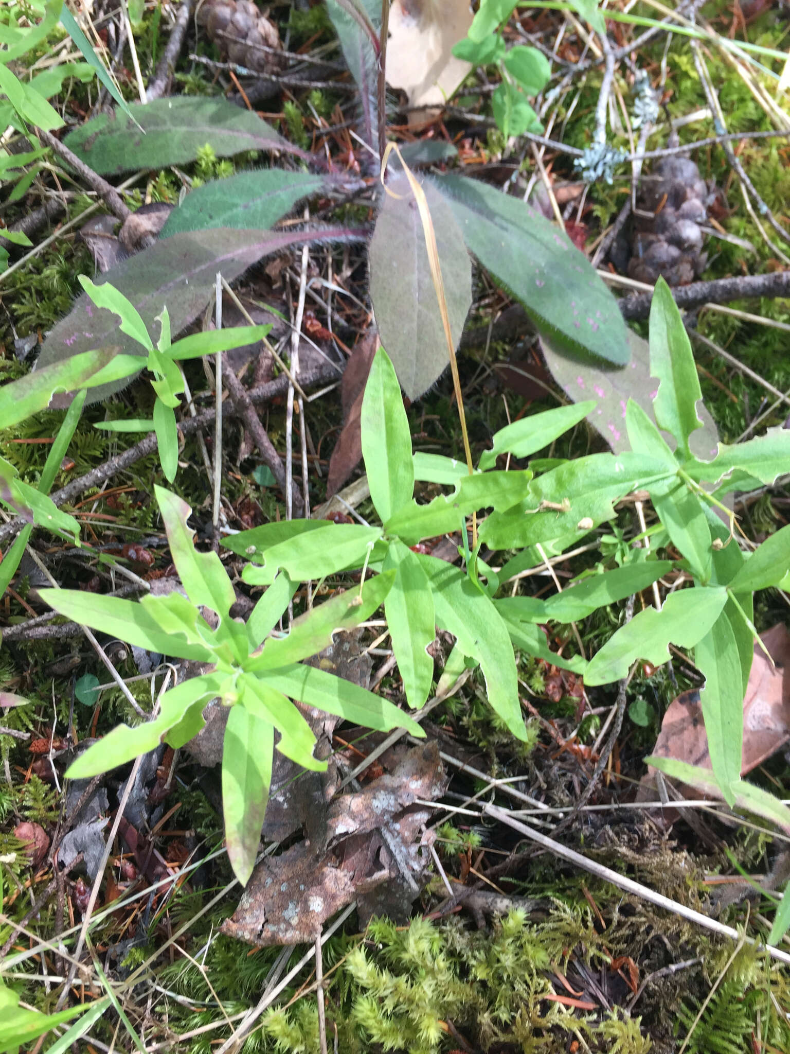 Plancia ëd Moehringia macrophylla (Hook.) Fenzl