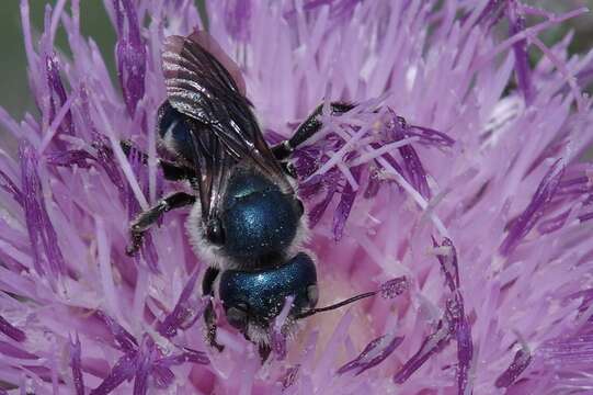 Image of Osmia chalybea Smith 1853