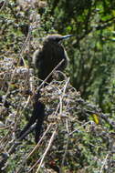 Image of Sugarbird