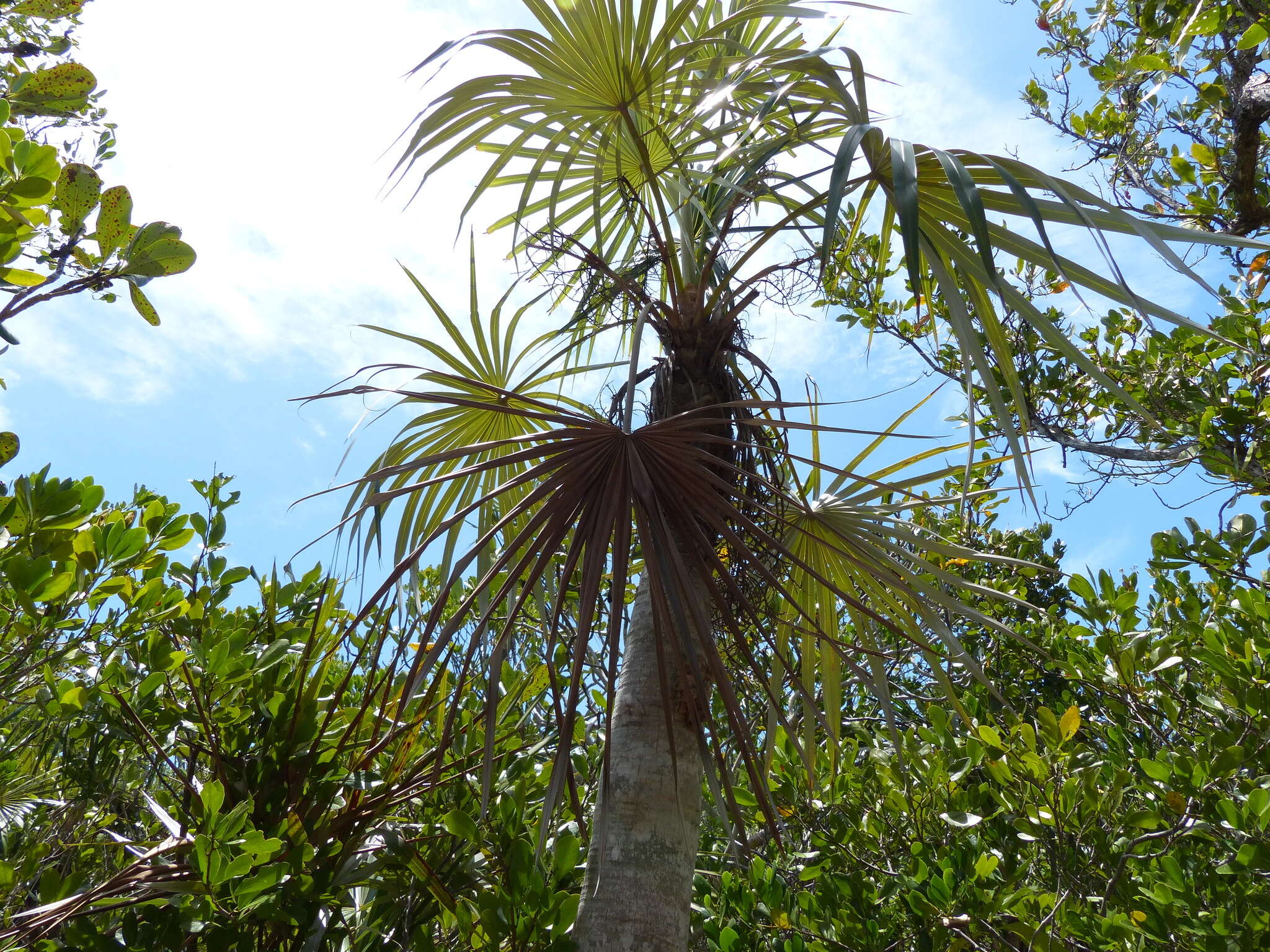 Image of Florida silver palm