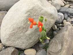 Image of Scarlet Monkey-Flower