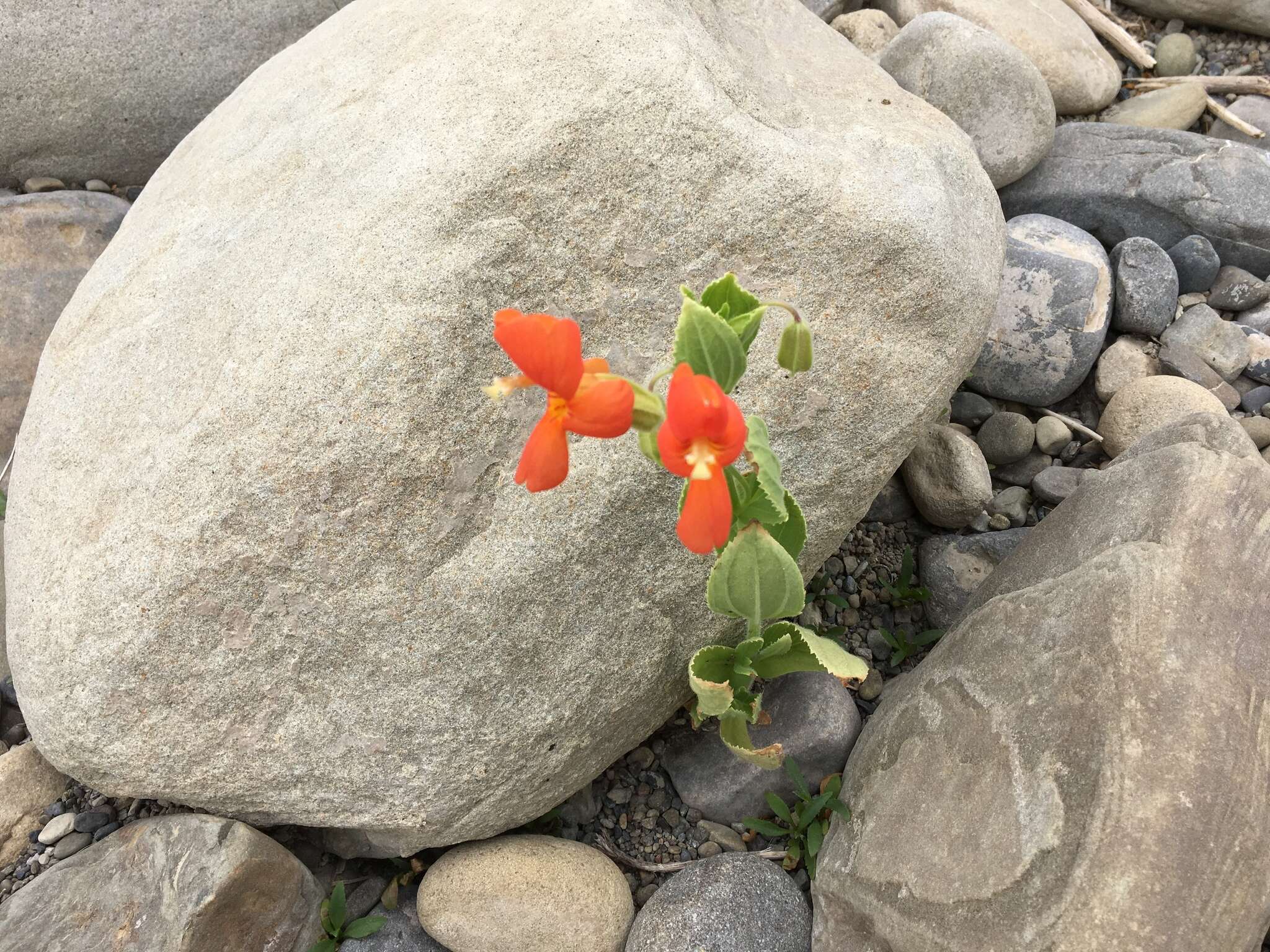 Image of Scarlet Monkey-Flower