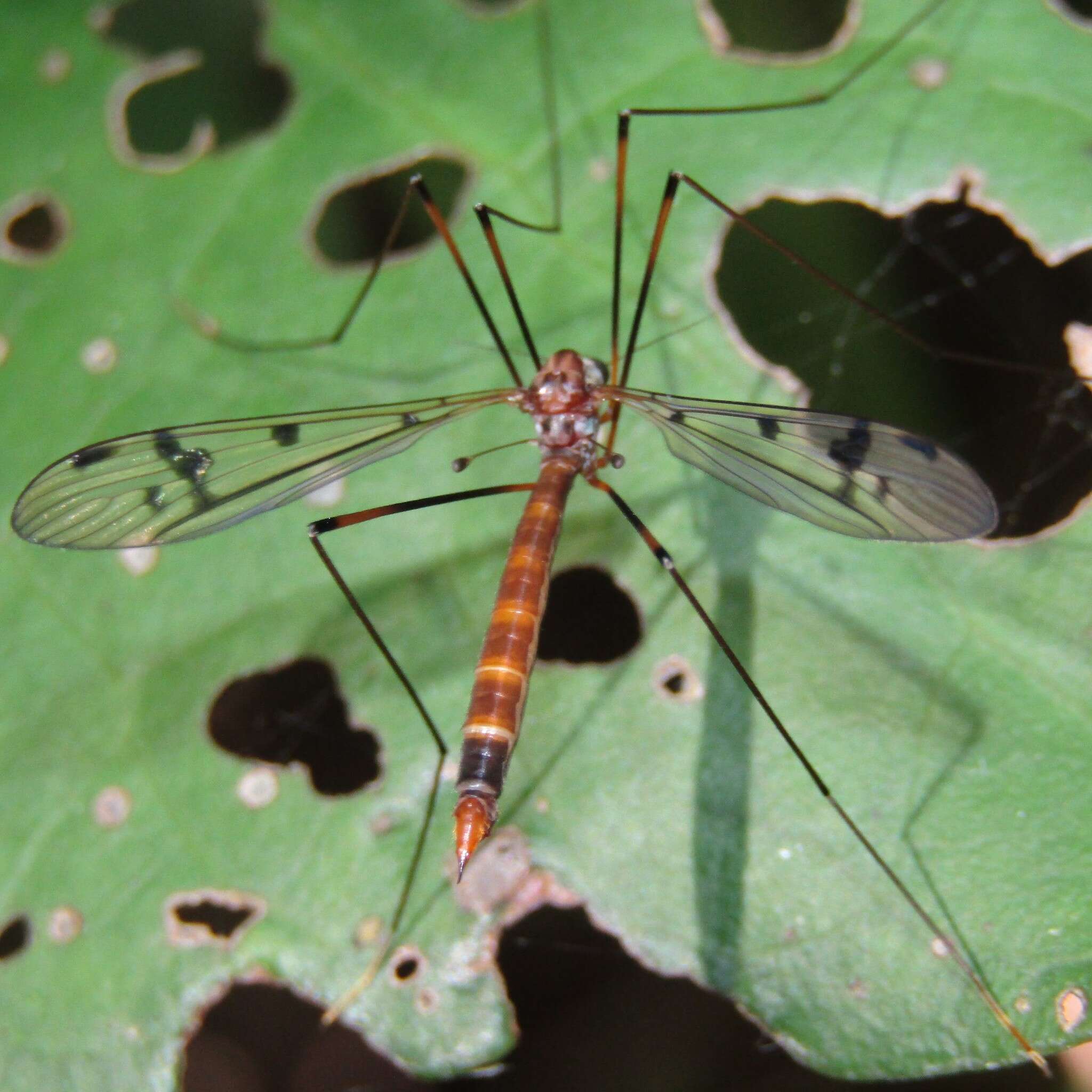 Imagem de Limnophilella serotina (Alexander 1922)