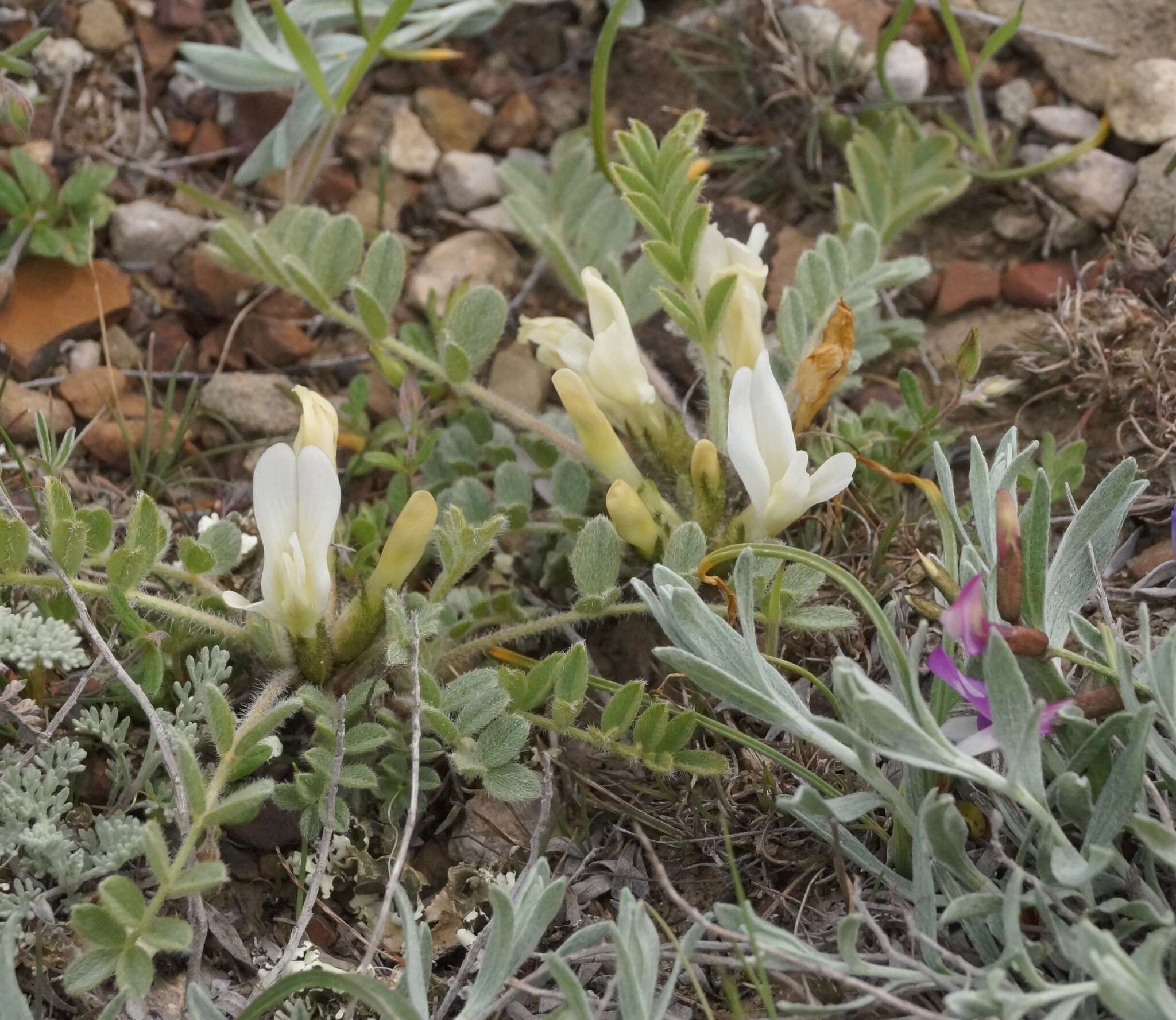 Image of Astragalus rupifragus Pall.