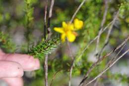 Image of Atlantic St. John's-Wort