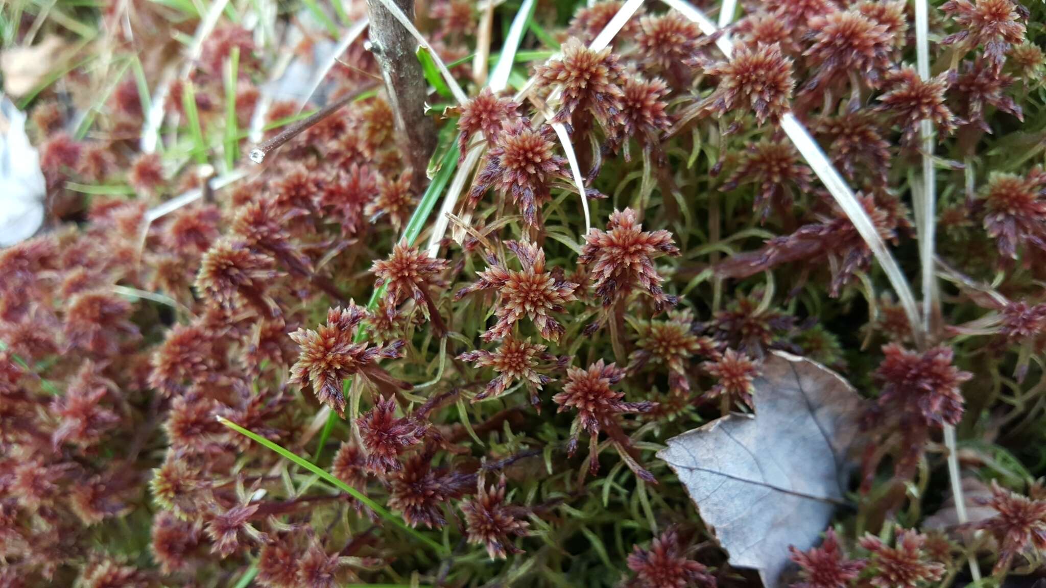 Sphagnum bartlettianum Warnstorf 1911的圖片