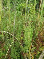 Image of eastern marsh fern