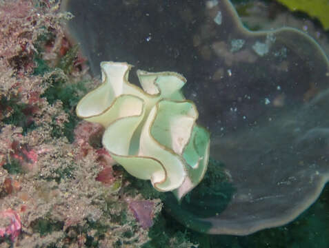 Image of Teichonopsis labyrinthica (Carter 1878)