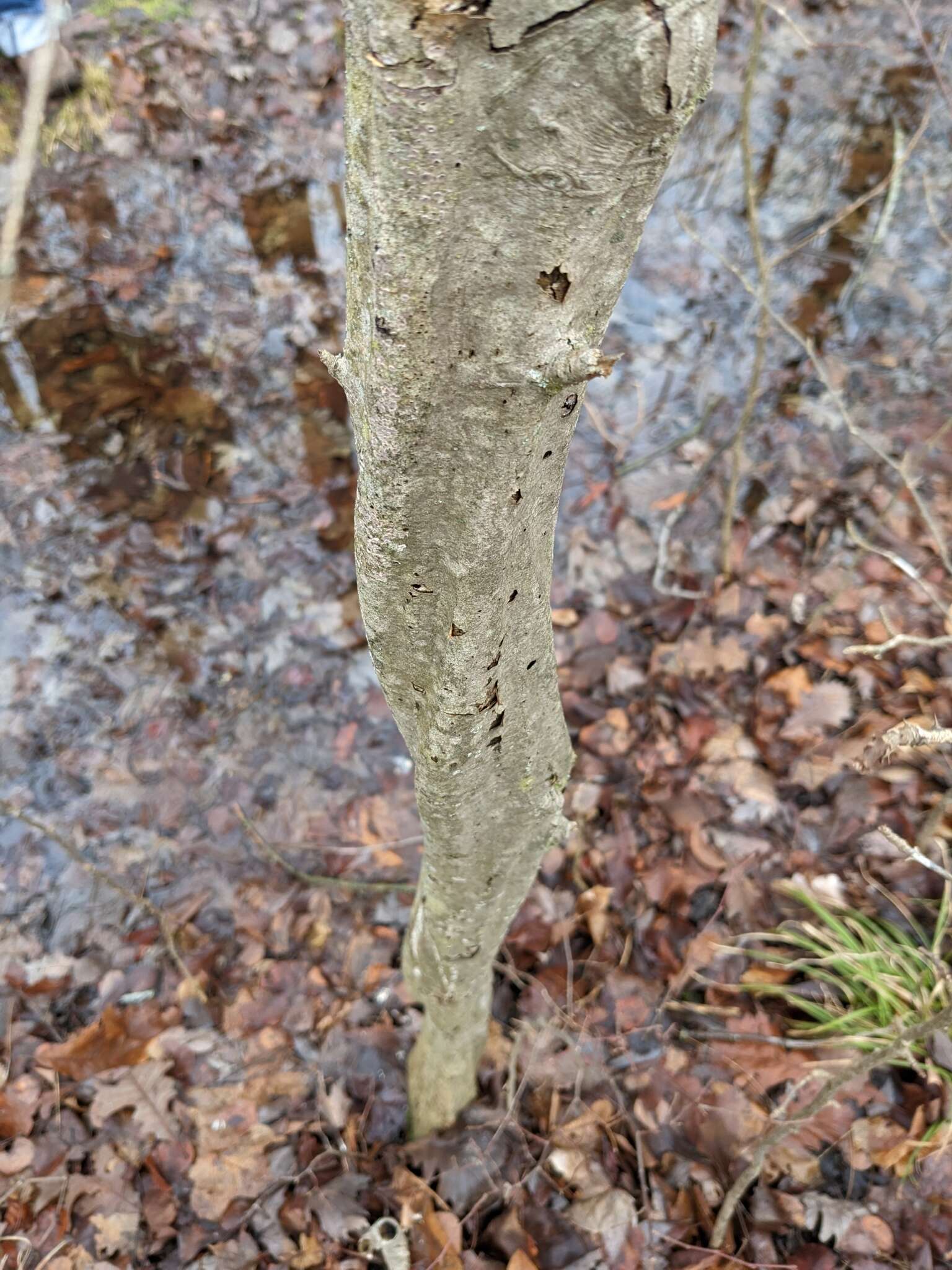 Image de Carpinus caroliniana subsp. virginiana (Marshall) Furlow