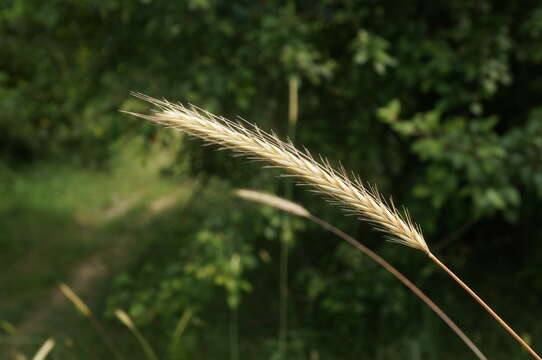 Image of bulbous barley