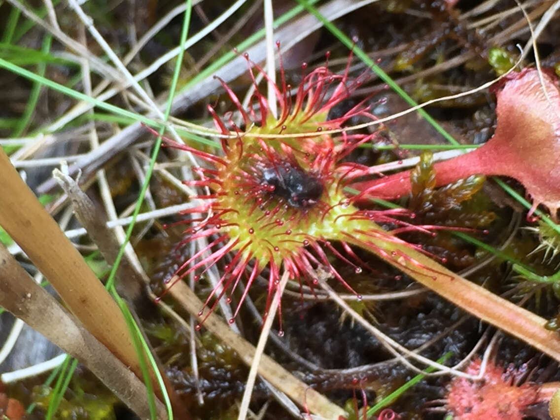 Image of Common Sundew